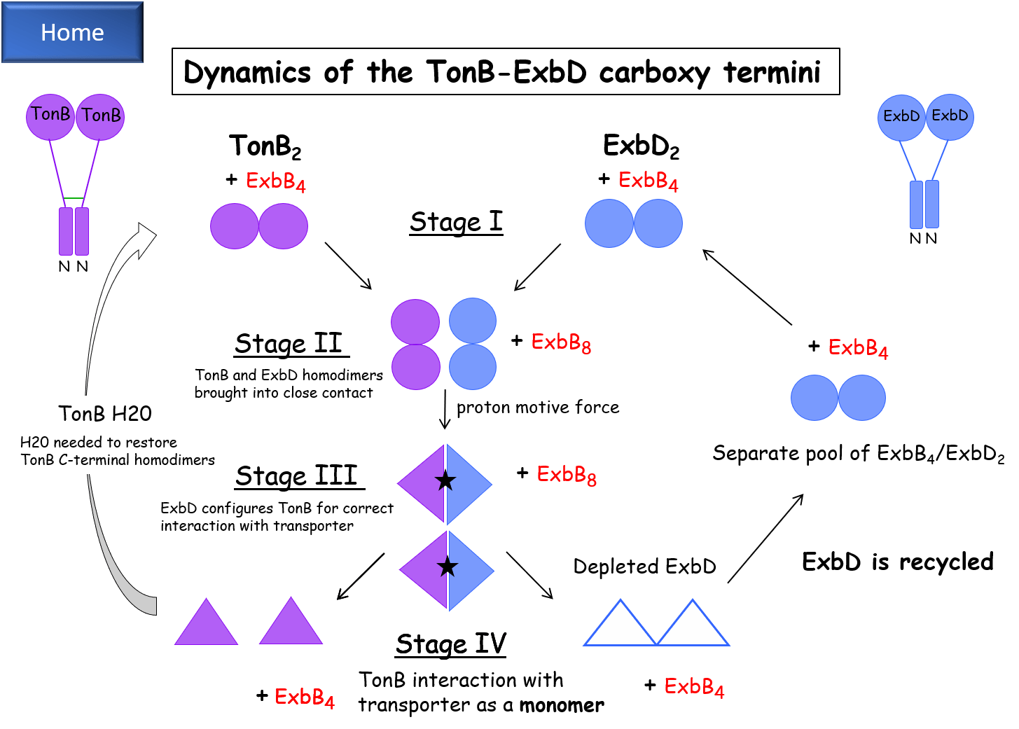 Dynamics of the TonB-ExbD Carboxy Termini